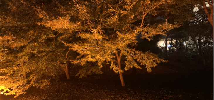 旧芝離宮恩賜庭園の紅葉ライトアップ 4日間のみの江戸秋夜祭に行きました – スタンプラリーも楽しいです